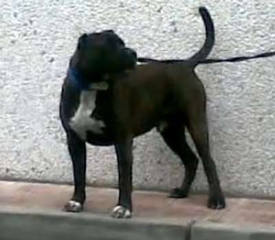 DANKO DE KING ZULU