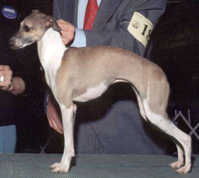 Brio's Dona Zolita D'Anji