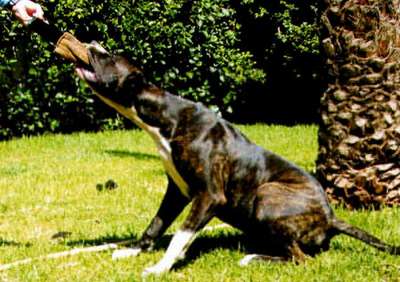 THORGAL DU BARON DES CROCS D'IVOIRE