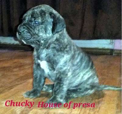 ADAN HOUSE OF PRESA