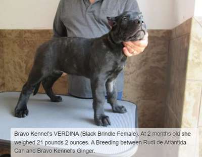 BRAVO KENNEL'S VERDINA