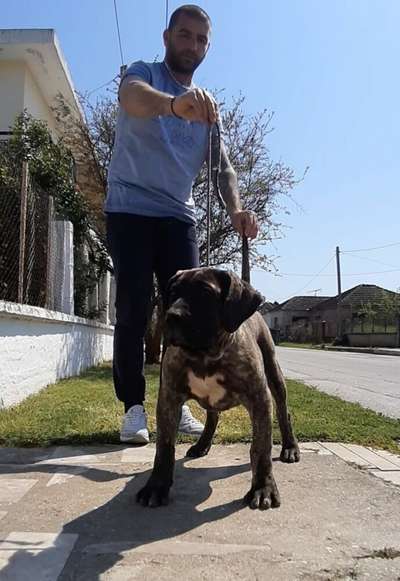 MILKA DE SAMCOR