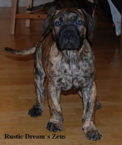 RUSTICDREAMS ZEUS