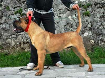 SERACH DE SPALATO BULL