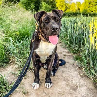 JUNIOR DE SEVERN KENNELS