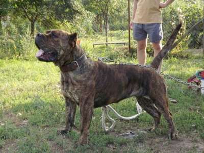 DOGO MIRACLE YARA