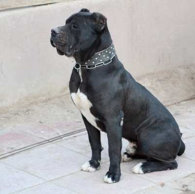 NACHO DE REGANADOS