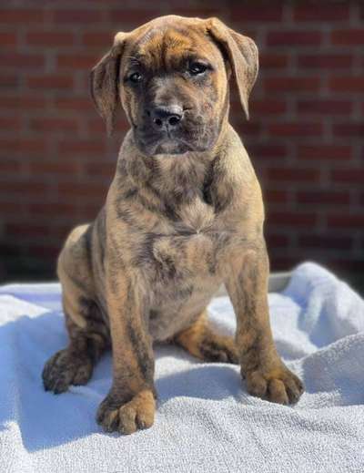 SIENNA DE PRESA FAMILY