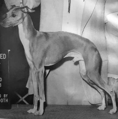 Lenlo's Brandy Of Lacey