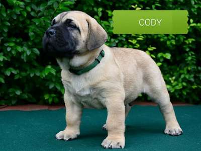 BRINDLE HOOLIGANS CODY