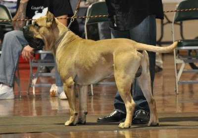 TORRO DE IRON PRESS KENNEL