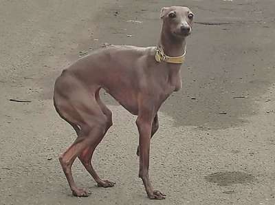 Idel Vento Yara Generosa