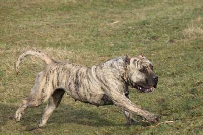 LELLE BULLSARA DEL PEMBA