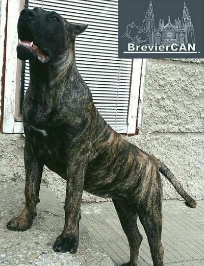 TIMBA DE BREVIERCAN