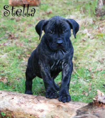 RUSTICDREAMS STELLA