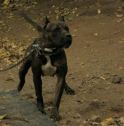 MANDANGA DE PERRO DE LA TIERRA