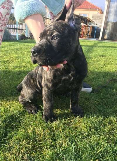 AISHA HERMOSO PERRO DE ZUMIS