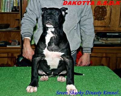 DAKOTA OF SEVEN SHARKY DINASTY