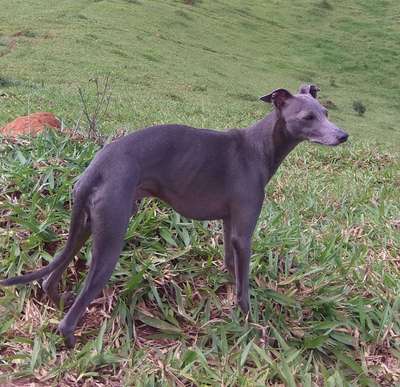 Prince Florenza Di Kobot