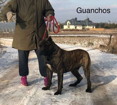 LUIGGI CANCHAS DE LOS GUANCHOS
