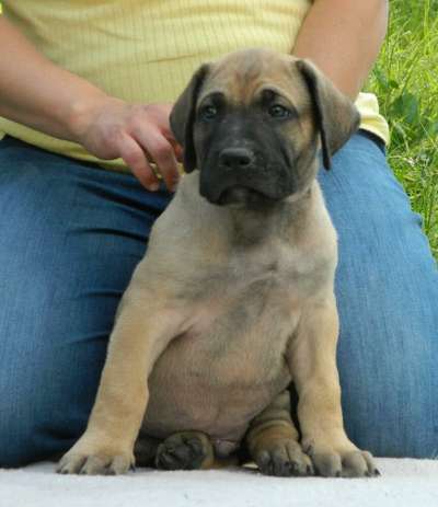 ALBUS DUMBLE DORE JUGO DE NEGRO