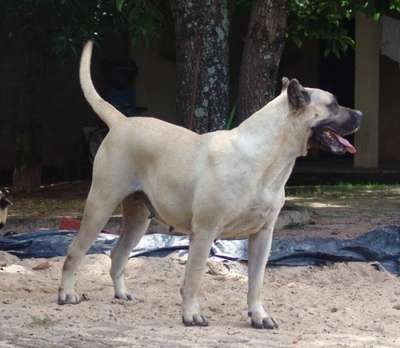 DUNA DE TAMARAN BULL