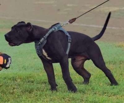 ISLERO TRIDENTE PRESA CANARIO