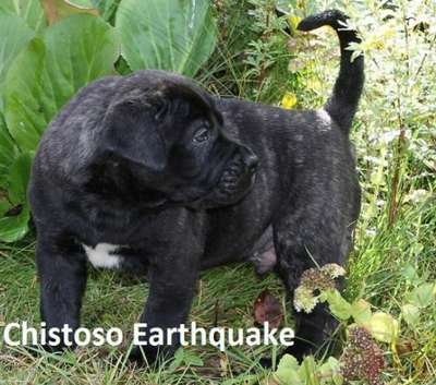 EARTHQUAKE CHISTOSO
