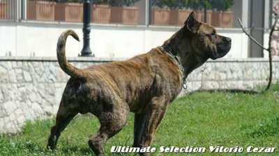ULTIMATE SELECTION VITORIO CEZAR