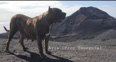 AYIA DE PRESAS DE LA OROTAVA