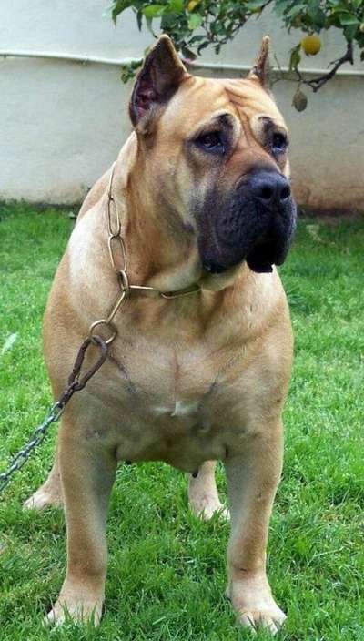 NONA DE BARNACAN BULL