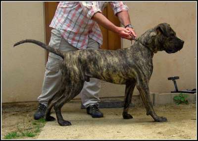 ITAC DE LA HUELLA DEL PRESA CANARIO
