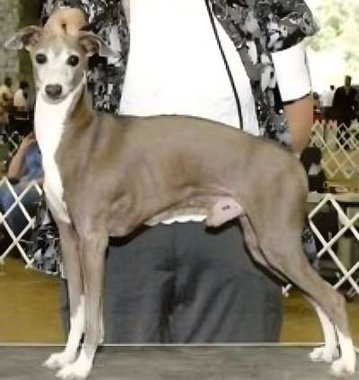 Riccio's Wild Blue D'Kalon