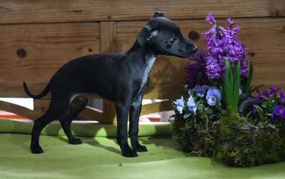 Cazadores Elegantes Alfredo Dobby