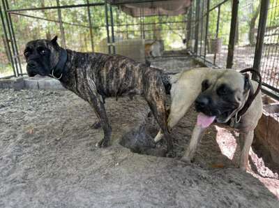 MARIANA & ASAD BREEDING