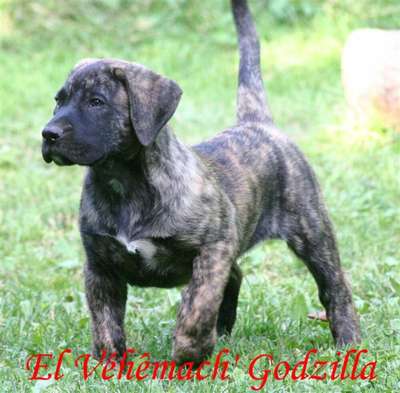 EL VEHEMACH' GODZILLA