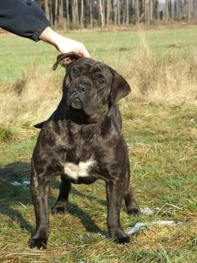 TOSCA DE DOG REAL