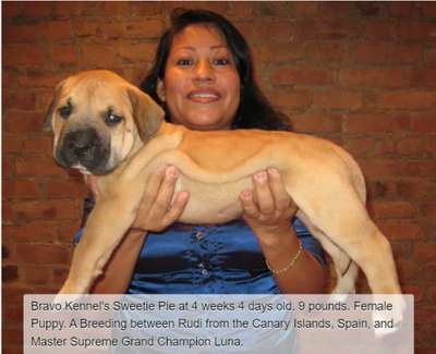 BRAVO KENNEL’S SWEETIE PIE