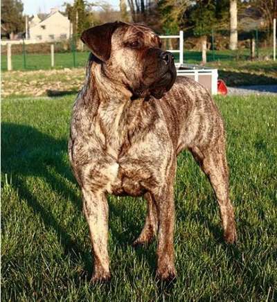 NALA BALUARTE DE LOS PERROS