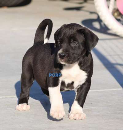 CHIRA DE PCRP KENNEL