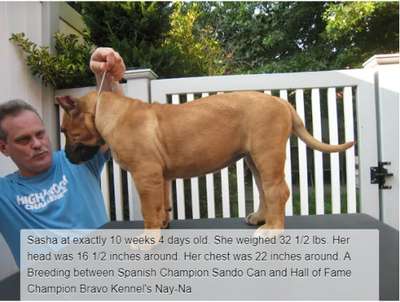BRAVO KENNEL’S SASHA