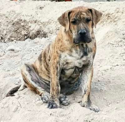 GITANO DE LOS MENCEYES