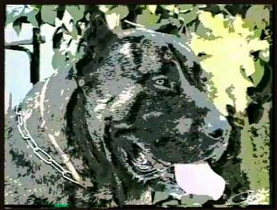 ALF DEL ALTET