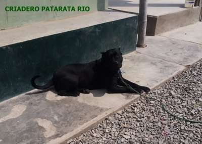 AKIRA DE PATARATA RIO