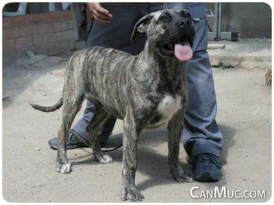 JOTA DE CANMUC