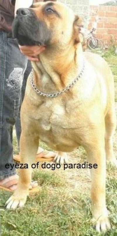 EYESA OF DOGO PARADISE