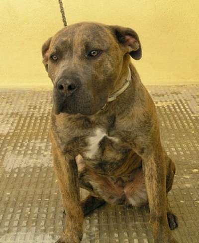 BLACKIE DE KING ZULU
