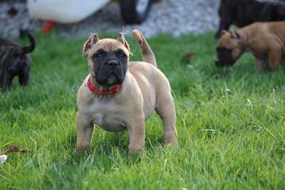 JAX DE TOLEDO PRESA