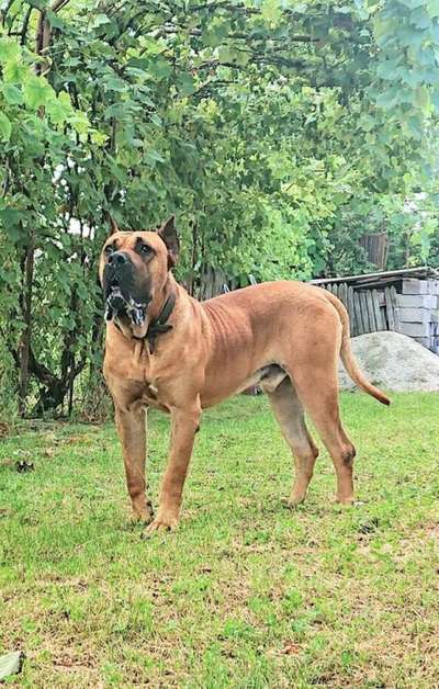 RONNIE DOG PUR