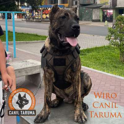 WIRO CANIL TARUMA